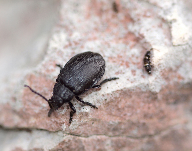 Chrysomelidae (Galeruca sp.?)